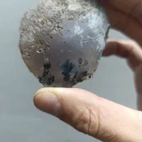 راف شجرمشکی تک درخت