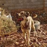 سگ سرابی اصیل|سگ|جوین, |دیوار