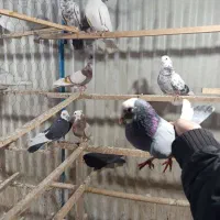 کبوتر|پرنده|قیامدشت - خاورشهر, |دیوار