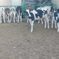 13 راس گوساله نر گاو نر