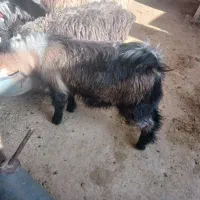 سه راس کهره نر