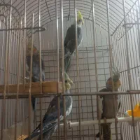 عروس هلندی و مرغ عشق|پرنده|مشهد, ایثار|دیوار