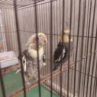 یک جفت عروس هلندی