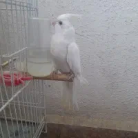 جوجه عروس هلندی
