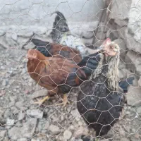 خروس محلی اصل تاج کوچیک|حیوانات مزرعه|شوسف, |دیوار