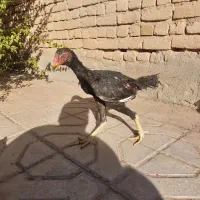 دستگاه جوجه کشی ایزی باتور۲|لوازم جانبی حیوانات|تربتحیدریه, کلاته توکلی|دیوار