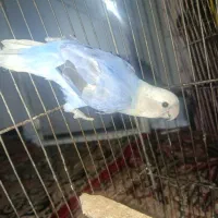 طوطی بریزیلی آبی