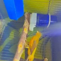 پرنده مولد|پرنده|بندر ماهشهر, |دیوار