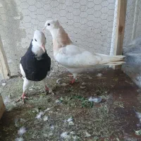 گفتر رنگی|پرنده|ساری, |دیوار