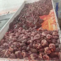 جیگر بره و گوسفندی کشتار بروز درجه 1