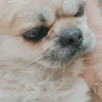 واگذاری سگ|سگ|مهدی شهر, |دیوار