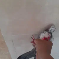 کبوتر رنگ خورده