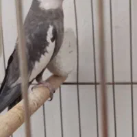 سلام یه جفت عروس هلندی