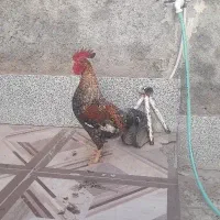 خروس گلین لری 9 ماهه جوان