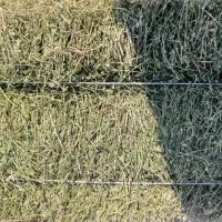 یونجه پرس قالبی خشک انباری و کوفته|لوازم جانبی حیوانات|شیراز, رحمت‌آباد|دیوار