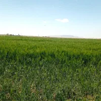 زمین کشاورزی متری ورامین روستای ایجدان|فروش زمین و ملک کلنگی|جوادآباد, |دیوار