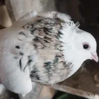 شوش|پرنده|کرخه, |دیوار