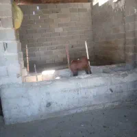 بزغاله پاکستانی مخصوص داشتی|حیوانات مزرعه|کلاله, |دیوار