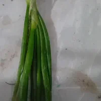 نهال پیاز تفتان سفید پاکتی|گل و گیاه طبیعی|اسفندقه, |دیوار