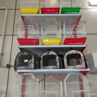 پرنده،طوطی،خورشیدی،کوتوله،قناری