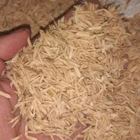 شالی فجر سوزنی