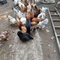 فروش مرغ محلی