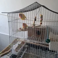 طوطی برزیلی جفت خوشرنگ