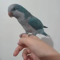 راهب و گرین چیک و مرغ مینا