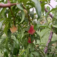 باغ ویلای زیبا با نمای سنتی ماهان|اجارهٔ کوتاهمدت ویلا و باغ|ماهان, |دیوار