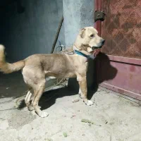 سگ پژدر