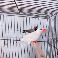 فنچ کرواتی آلبینو مولد و فنچ گلوبریده مولد به شرط|پرنده|تهران, سبلان (لشگر)|دیوار