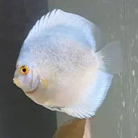 سلام ماهی دیسکس ۵ اینچ|ماهی|کرمانشاه, |دیوار