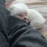 پاکوتاشیتزو