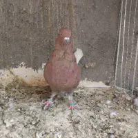 کبوتر رنگه|پرنده|مشهد, منزل آباد|دیوار