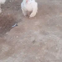 بوقلمون گوشتی و جوجه بوقلمون