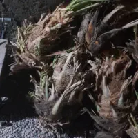 150تامضافتی بزرگ بیست سی کیلو خریدار تماس بگیره