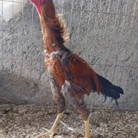 لاری
