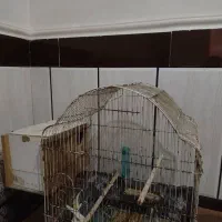 عروس هلندی|پرنده|هندیجان, |دیوار