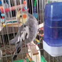 عروس هلندی نرماده رام|پرنده|سنقر, |دیوار