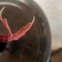 قناری نر ردفاکتور|پرنده|ایلام, |دیوار