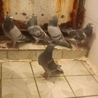 کبوتر پلاکی