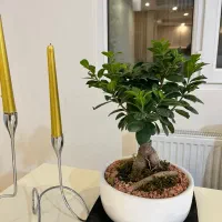 گل بنسای|گل و گیاه طبیعی|کرج, فاز ۳ مهرشهر|دیوار