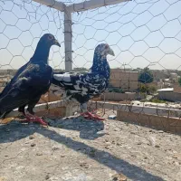 هفت رنگ