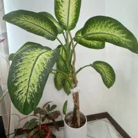 انواع گل  دیفن، برگ انجیری مونسترا ،کروتون ،پتوس