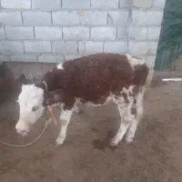 فروش گوساله کور