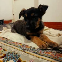 واگذاری توله ماده ژرمن