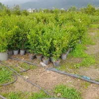 یاس هلندی