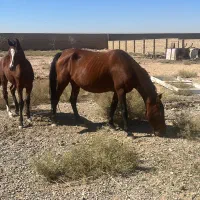 ۴ راس اسب مادیون ترکمن