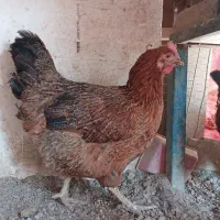 ۳ عدد مرغ تخم گذار