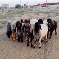میش اصل بختیاری